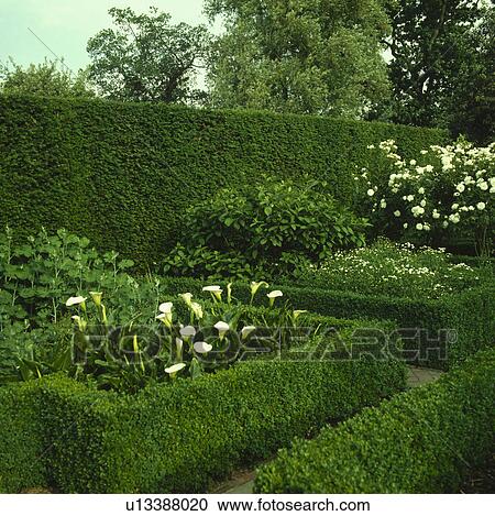 Clipped hedges in formal country garden in summer View Large Photo Image Stock Image - Clipped hedges in formal country garden in summer. Fotosearch