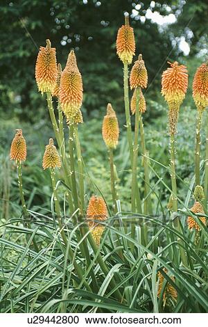 Close-up o orange kniphofia View Large Photo Image Stock Image - Close-up o orange kniphofia . Fotosearch