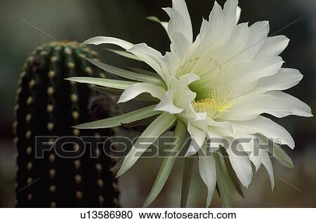 Stock Image -  Close up of a columnar cactus showing a large white many petalled flower&#13; &#10;. Fotosearch