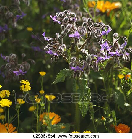 Picture - Close-up of a head of borage growing in a wild flower meadow.. Fotosearch