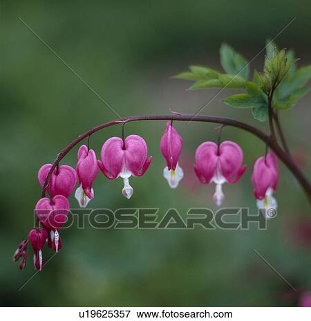 Close-up of a sptig of bleeding heart -dicentra. View Large Photo Image Stock Photo - Close-up of a sptig of bleeding heart -dicentra.. Fotosearch