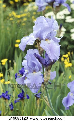 Stock Image - Close up of a stem pale blue bearded iris in a meadow&#13; &#10; &#13; &#10;. Fotosearch