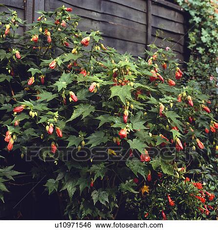 Stock Photograph - Close-up of Abutilon on wooden fence. Fotosearch
