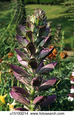 Close-up of acanthus flower View Large Photo Image Picture - Close-up of acanthus flower. Fotosearch