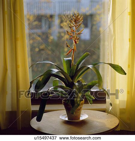 Close-up of Aechmea View Large Photo Image Stock Photo - Close-up of Aechmea. Fotosearch