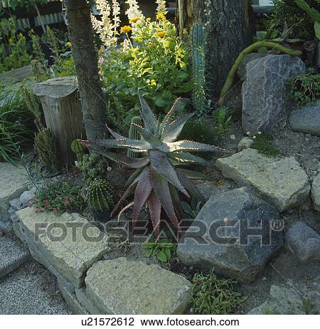 Close-up of agave in rockery View Large Photo Image Stock Image - Close-up of agave in rockery. Fotosearch