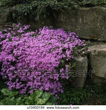 Picture -  Close up of alpine phlox on a rockery wall.. Fotosearch