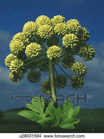 Picture - Close-up of Angelica Archangelica flower. Fotosearch