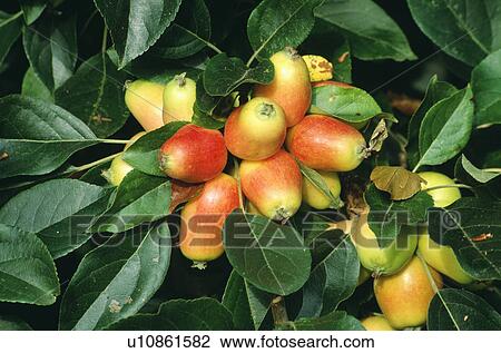Stock Image - Close-up of apples. Fotosearch