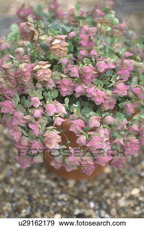 Close up of "Beloperone "Guttata" in pot View Large Photo Image Stock Photo - Close up of "Beloperone "Guttata" in pot. Fotosearch