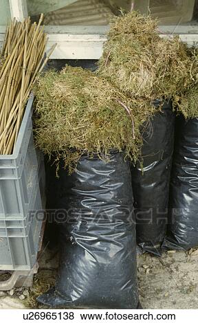 Stock Photo - Close-up of black plastic sacks with dried moss. Fotosearch
