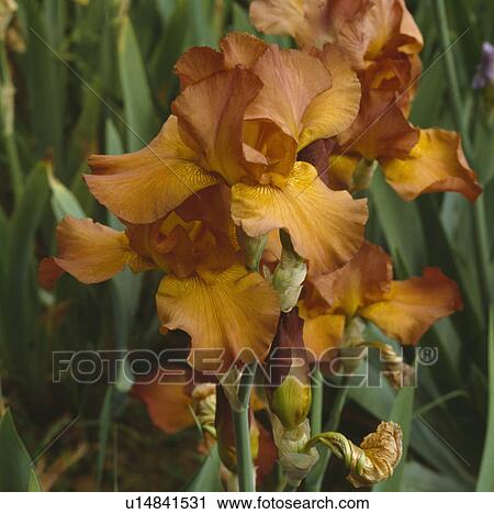 Close up of blooms of burnt orange iris -'Olympic Torch'. View Large Photo Image Stock Image - Close up of blooms of burnt orange iris -'Olympic Torch'.. Fotosearch