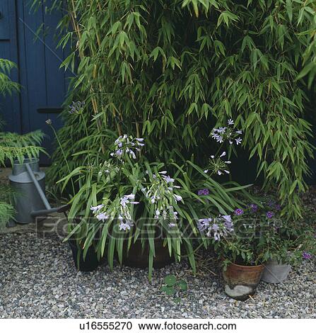 Stock Image - Close-up of blue agapanthus in pots in front of arundinaria. Fotosearch