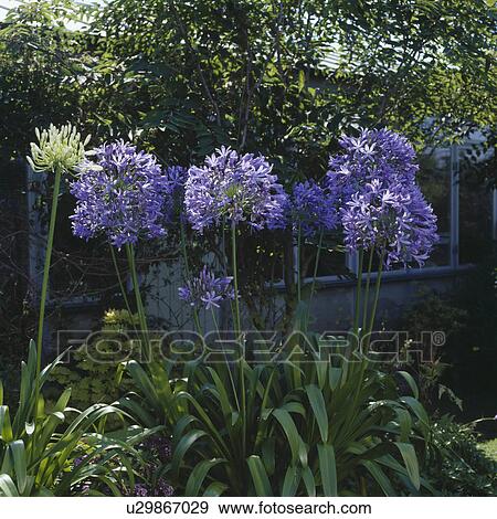 Close-up of blue agapanthus View Large Photo Image Stock Photo - Close-up of blue agapanthus. Fotosearch