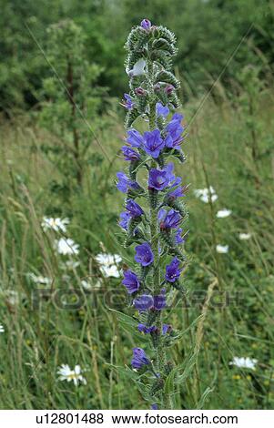 Close-up of blue anchusa View Large Photo Image Stock Photo - Close-up of blue anchusa. Fotosearch
