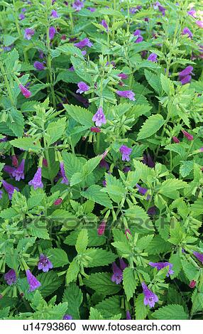 Close-up of blue campanula View Large Photo Image Stock Image - Close-up of blue campanula. Fotosearch