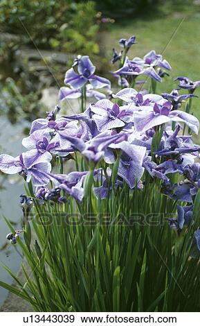 Close-up of blue iris in border View Large Photo Image Stock Photo - Close-up of blue iris in border. Fotosearch