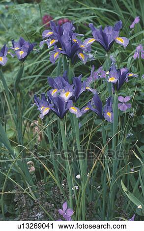 Close up of blue iris View Large Photo Image Stock Image - Close up of blue iris. Fotosearch