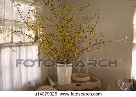 Close-up of branches of yellow forsythia View Large Photo Image Stock Photograph - Close-up of branches of yellow forsythia. Fotosearch