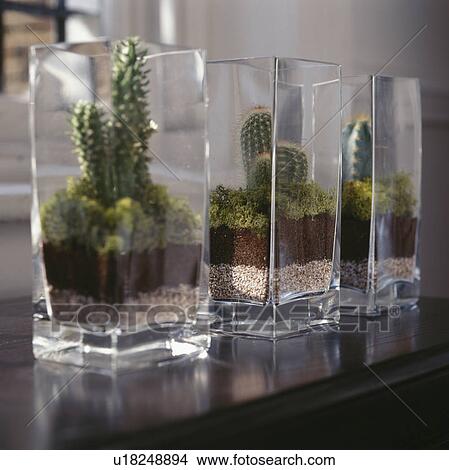 Close Up Of Cacti In Square Glass Vases Picture U18248894