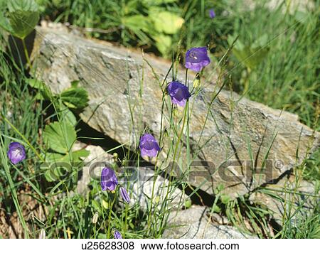 Close up of Campanula "rotundifolia" against rock View Large Photo Image Stock Photo - Close up of Campanula "rotundifolia" against rock. Fotosearch