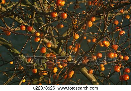 Stock Photograph - Close-up of cherries on branches. Fotosearch