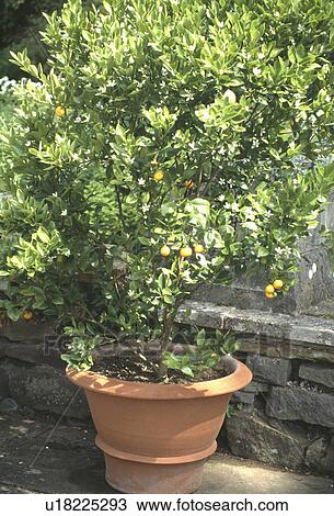 Stock Image - Close up of citrus tree in terracotta pot. Fotosearch