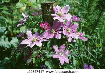 Stock Photo - Close-up of clematis Lincoln star climbing on rustic pole. Fotosearch