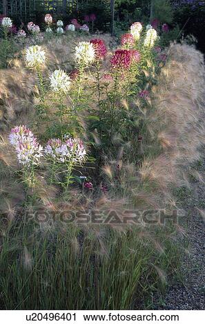 Stock Image - Close-up of cleome surrounded by grasses. Fotosearch