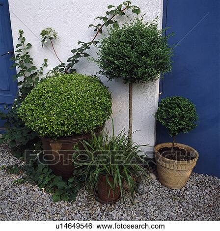 Stock Photograph - Close-up of clipped box and topiary trees in pots. Fotosearch