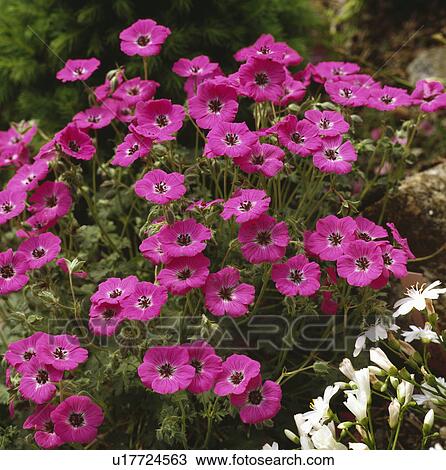 Stock Image - Close up of clump of bloody cranesbill.. Fotosearch
