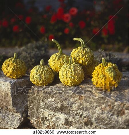 Close up of collection of harvested yellow ornamental goards on a stone wall View Large Photo Image Stock Photograph - Close up of collection of harvested yellow ornamental goards on a stone wall. Fotosearch