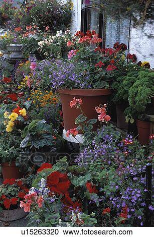 Close-up of colourful summer annuals in pots View Large Photo Image Stock Image - Close-up of colourful summer annuals in pots. Fotosearch