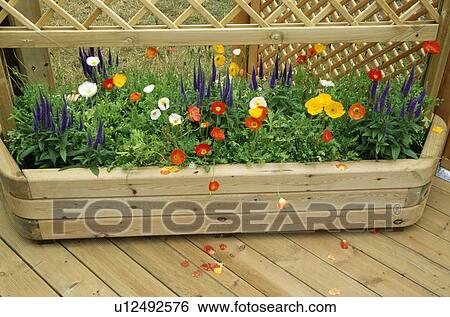 Stock Photograph - Close-up of colourful summer flowering annuals in pots. Fotosearch