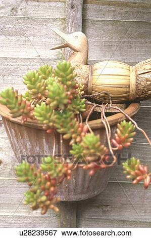 Close up of crassula in terracotta pot on wooden fence View Large Photo Image Stock Photo - Close up of crassula in terracotta pot on wooden fence. Fotosearch