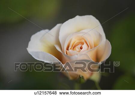 Stock Photo - Close-up of cream rose just coming out of bud. Fotosearch