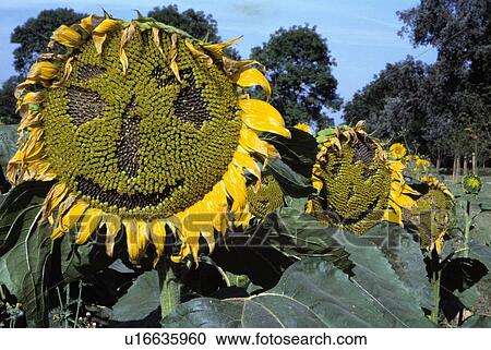Close-up of cut-out face on yellow sunflower View Large Photo Image Stock Image - Close-up of cut-out face on yellow sunflower. Fotosearch