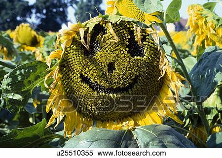 Close-up of cut-out face on yellow sunflower View Large Photo Image Stock Photography - Close-up of cut-out face on yellow sunflower . Fotosearch