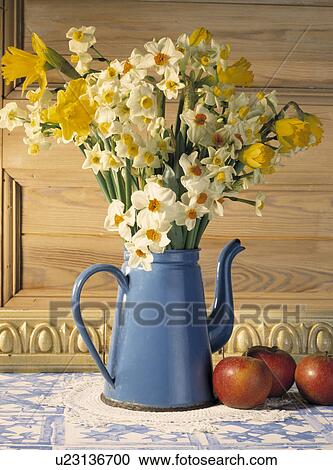 Close-up of daffodils in blue enamel coffeepot View Large Photo Image Stock Image - Close-up of daffodils in blue enamel coffeepot. Fotosearch