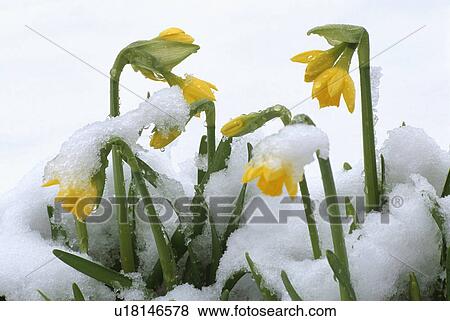 Stock Photo - Close-up of daffodils in snow. Fotosearch