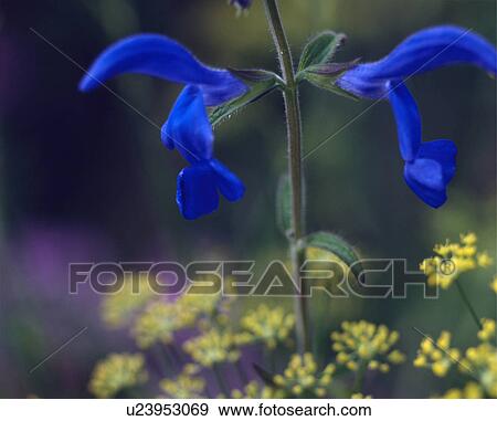 Stock Photo - Close up of dark blue salvia with fennel.. Fotosearch