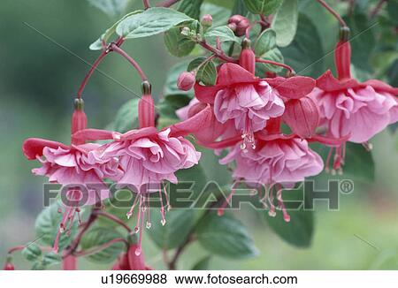 Close up of double pink fuchsia View Large Photo Image Stock Photo - Close up of double pink fuchsia. Fotosearch