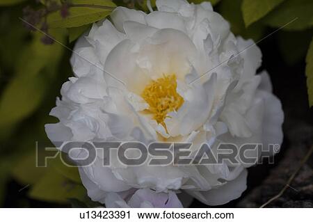 Close-up of double white paeony View Large Photo Image Stock Image - Close-up of double white paeony. Fotosearch