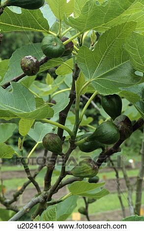 Close-up of figs and leaves on figtree View Large Photo Image Picture - Close-up of figs and leaves on figtree. Fotosearch