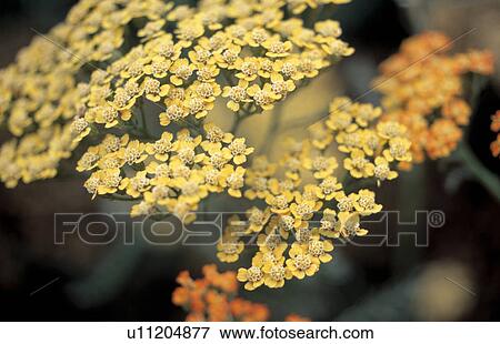 Stock Photo -  Close up of flat head of achillea . Fotosearch