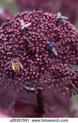 Stock Image - Close-up of flies and wasp on flowerhead. Fotosearch