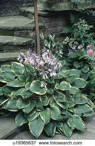 Close up of flowering Hosta "Fortunei 'Aurea Marginata" View Large Photo Image Stock Photo - Close up of flowering Hosta "Fortunei 'Aurea Marginata". Fotosearch