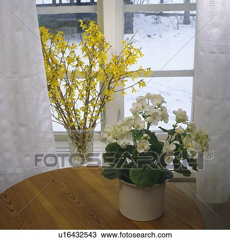 Stock Image - Close-up of forysthia in vase on windowsill and white begonia in pot. Fotosearch