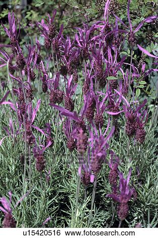 Stock Photograph -  Close up of french lavender.. Fotosearch