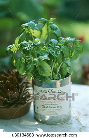 Close-up of fresh basil growing in an old bean tin View Large Photo Image Stock Image - Close-up of fresh basil growing in an old bean tin. Fotosearch